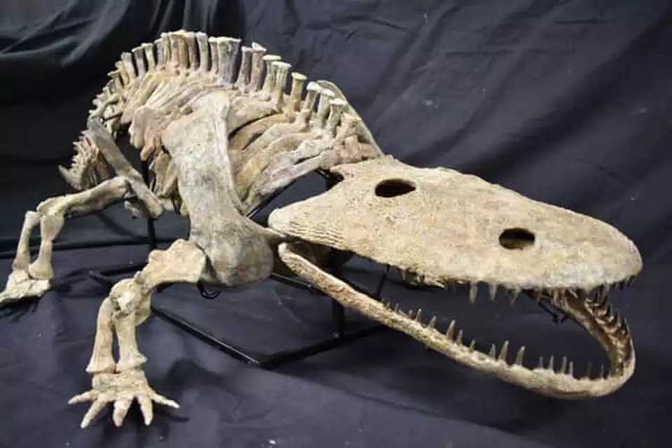 An Eryops megacephalus skeleton