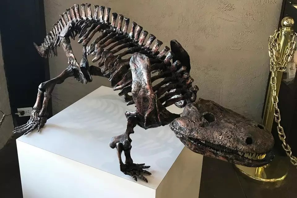An Eryops megacephalus skeleton