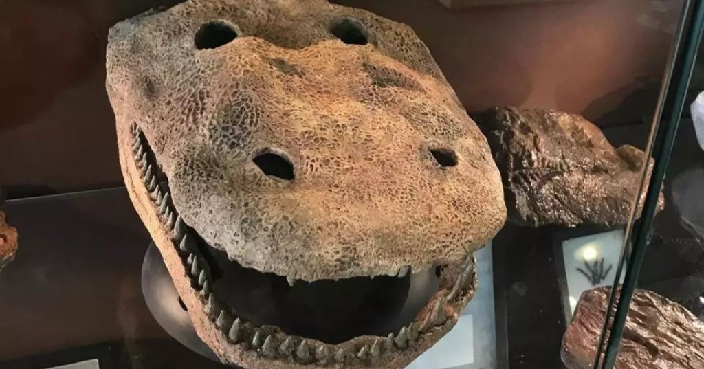 The Eyrops megacephalus skull