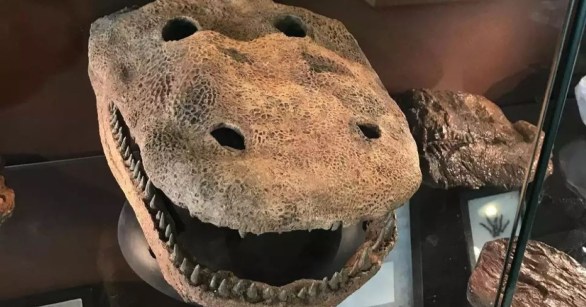 The Eyrops megacephalus skull