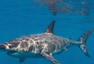 Nine Great White Sharks Washed Up On Beaches With Unknown Causes, And It’s Sparked Concerns Among Marine Biologists