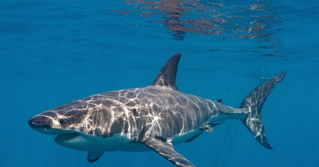 Great white shark swimming