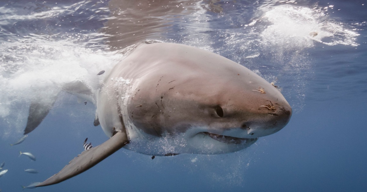 Great White Shark Swimming
