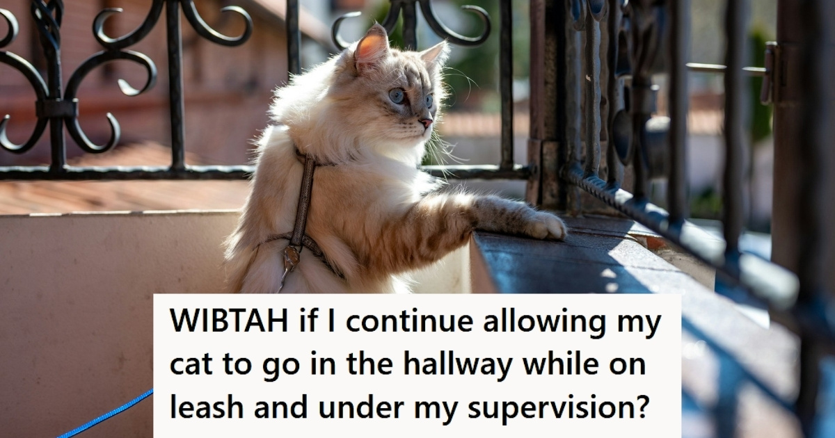 Cat on a leash on porch