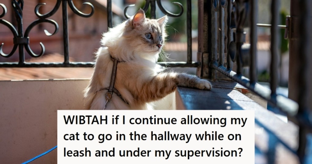 Cat on a leash on porch