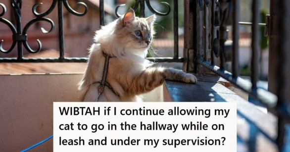 Cat on a leash on porch