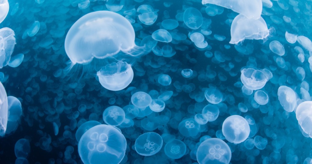 Jellyfish swarm