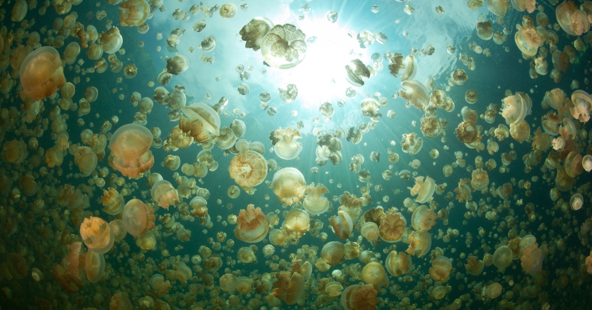 Jellyfish swarm