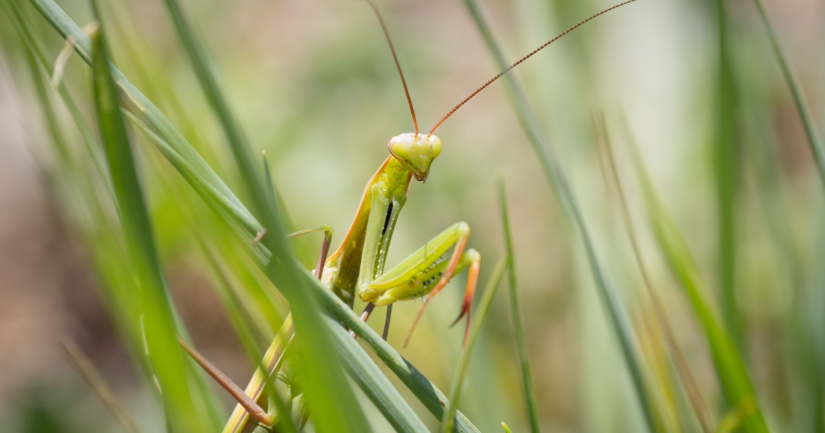 Praying mantis