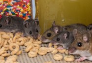 Researchers Created A Mouse Utopia, But The Society Collapsed Completely. Could This Be Telling For Humans And A Need To Struggle In Order To Flourish?