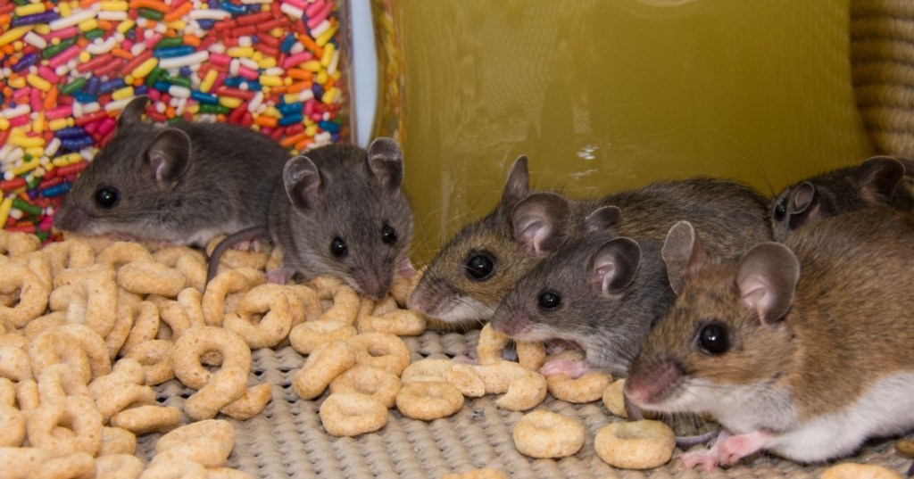 Mice eating