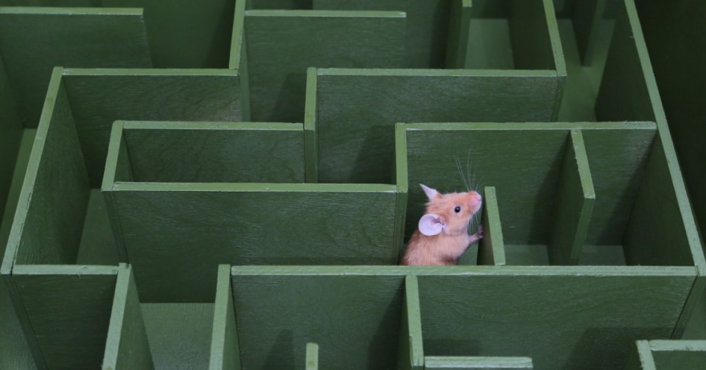 Mouse in a maze