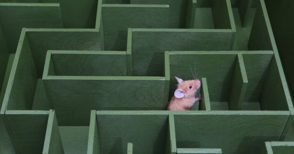 Mouse in a maze