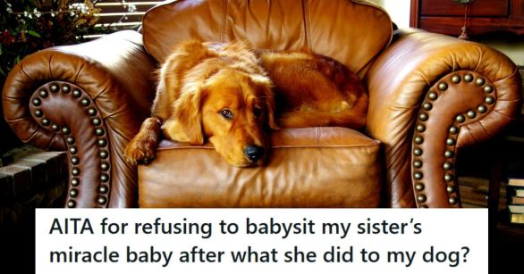Golden retriever dog being good and laying in a chair