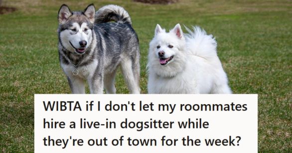 Two dogs standing in the middle of the backyard