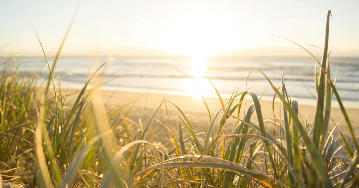 A sunset beyond grass, beach, and ocean