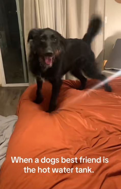 Excited dog on the bed