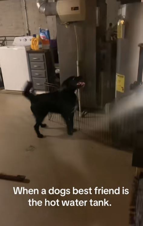 Dog looking at hot water heater