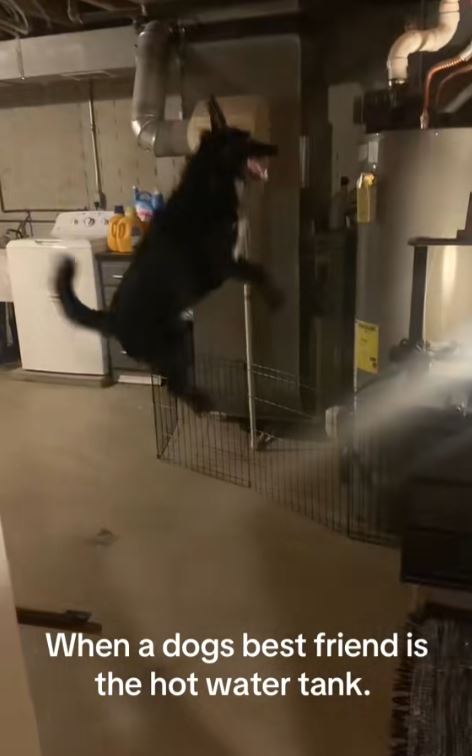 Dog excited about a hot water heater