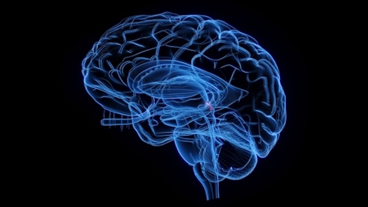 The Pineal Gland Is In An Area Of The Brain We Least Understand, But Experts Know It Doesnt Allow Psychic Powers Scan of brain with pineal gland