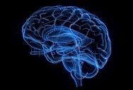 The Pineal Gland Is In An Area Of The Brain We Least Understand, But Experts Know It Doesn’t Allow Psychic Powers