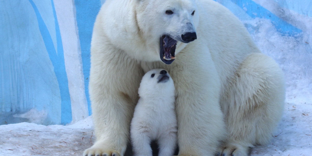 Polar bear mom and cub