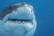 Sharks Are Fish And That Means They Don’t Breath Air. So Why Do They Have Nostrils?