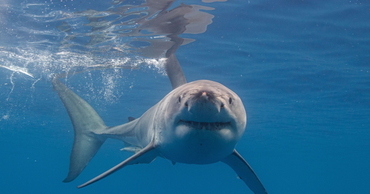 Shark swimming toward camera