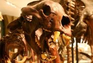 Meet The Giant Short-Faced Bear, The Largest Ever To Live In North America