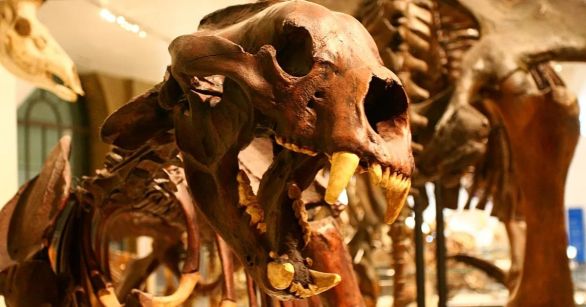 Giant Short-Faced Bear Skeleton
