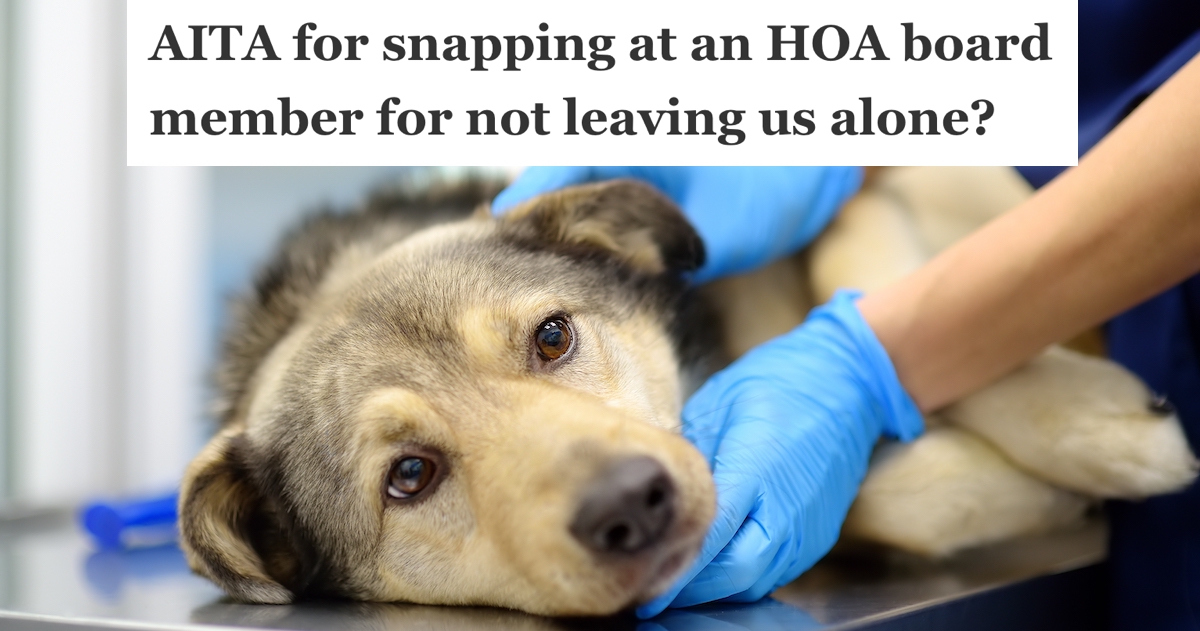 vet examining a sick dog