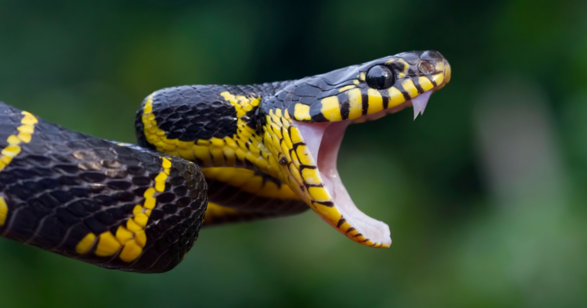 Snake with fangs showing