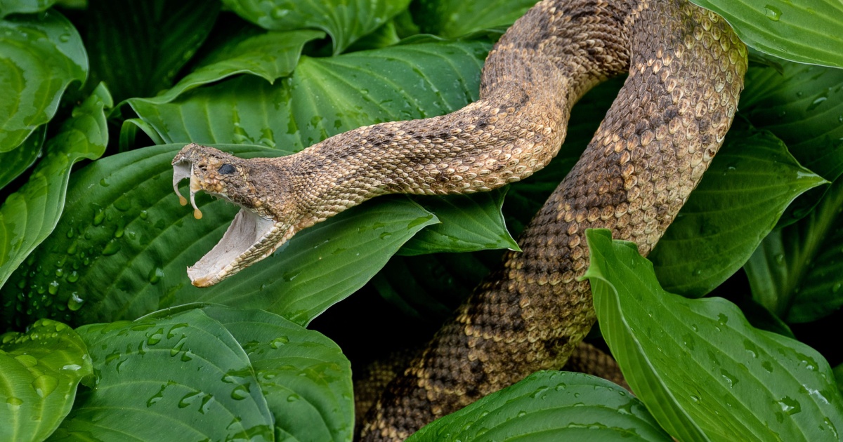 Snake striking with fangs out