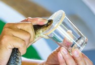 Wisconsin Man Has Been Bitten By 200+ Snakes And May Hold The Secret To A Universal Antivenom In His Blood