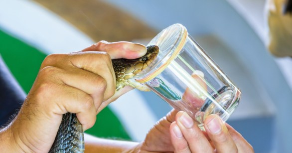 Milking snake venom