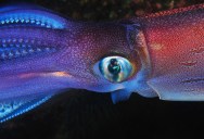 What Would You Have To Do In Order To Build An Aquarium Big Enough To Hold A Giant Squid?