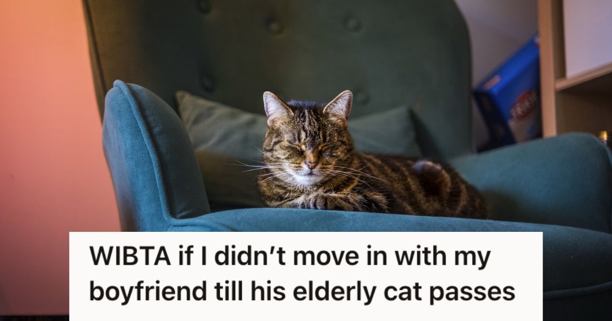 Cat with eyes closed sitting on the couch