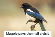 Man And His Coworker Tried To Catch A Magpie That Was Causing Chaos In The Mall, But They Ended Up Calling Wildlife Protection Instead