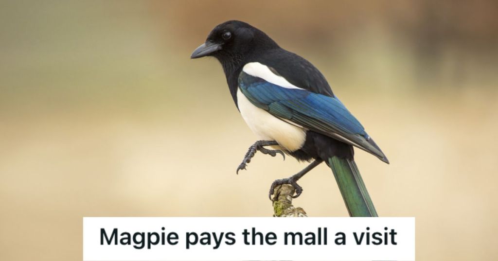 Magpie standing on a branch