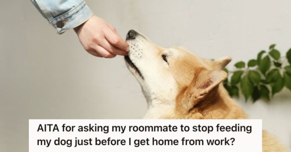 Person feeding the dog with food