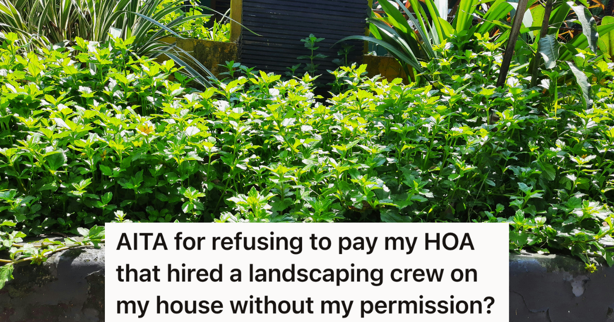 mint plants growing in garden