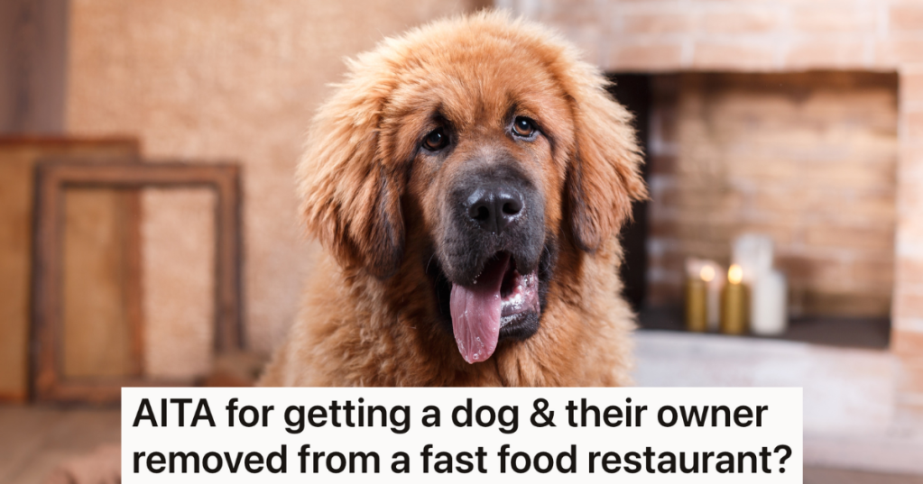 Tibetan Mastiff dog with its tongue hanging out of its mouth