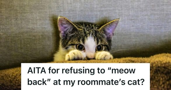 A cat partly hiding behind a pillow