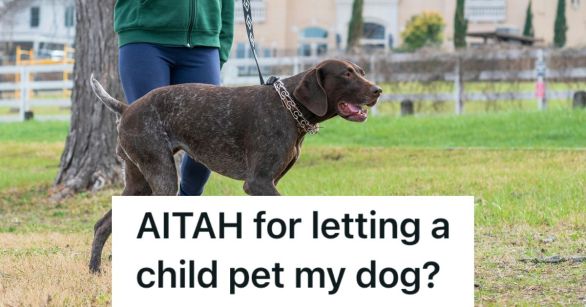 A German shorthaired pointer dog walking on a leash