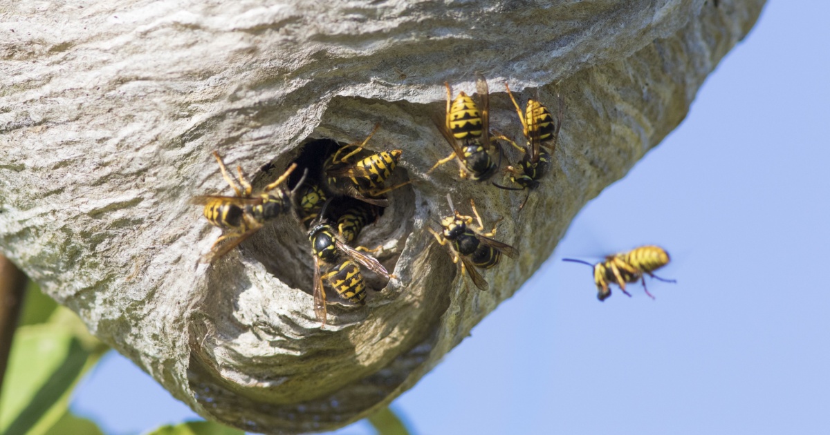 Wasp Nest