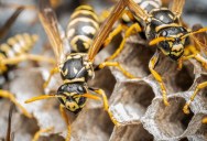 Hornet Nest Found At A Nuclear Waste Facility Has Contamination Levels Ten Times Greater Than Those Deemed Safe