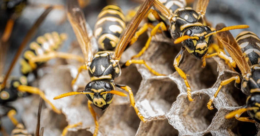 Wasp Hive