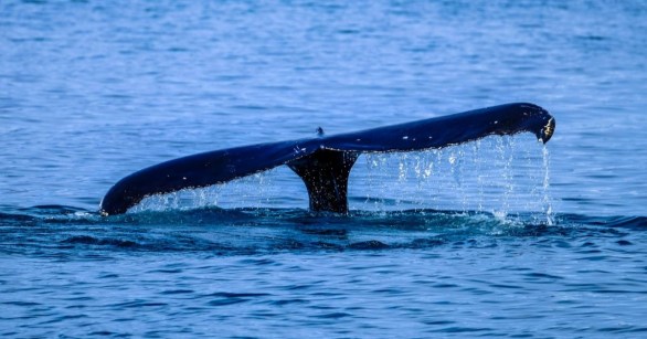 A whale tail above the surface of the sea