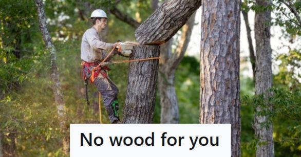Arborist cutting down a tree