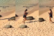 Women Passes By All The Barricades Between Her And Protected Sea Turtles In Perfect Example Of What Not To Do On Vacation